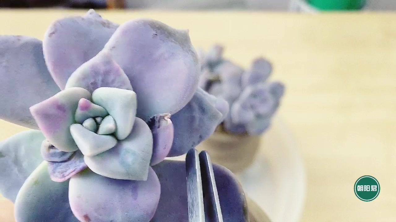 多肉植物叶子从上往下掉,原来问题出在这里