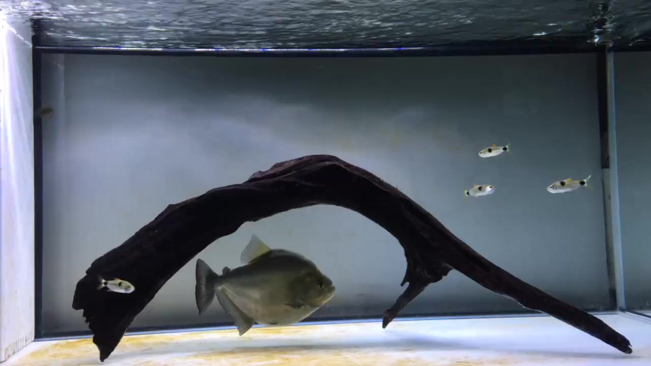 简单的造景看着很舒服,鱼友的这条秘鲁水虎鱼状态看着更漂亮