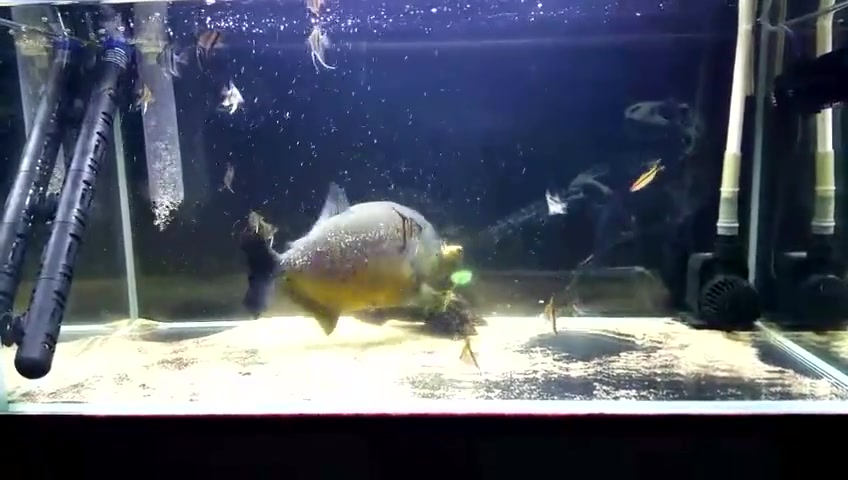 生猛观赏鱼胭脂水虎鱼,只要有它在就不可能有其他小鱼共存了