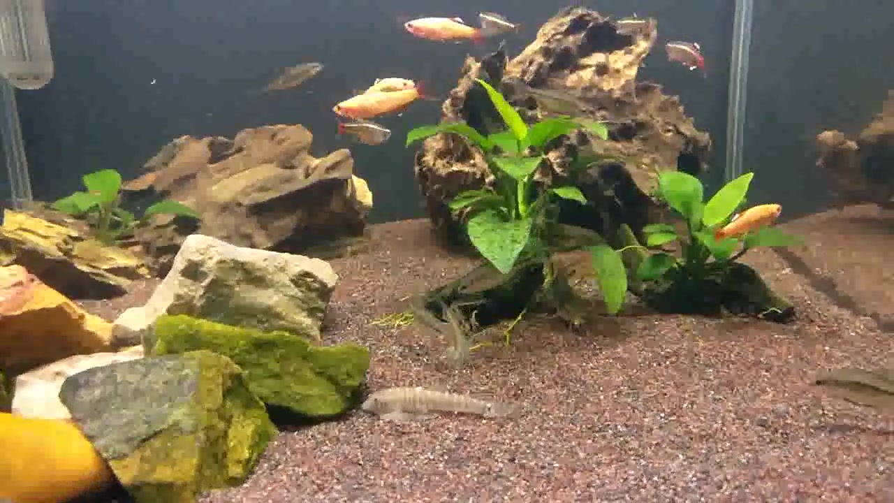 鱼友这缸原生鱼里粗纹暗色鳑鲏真温顺,高体鳑鲏一天到晚追小鱼