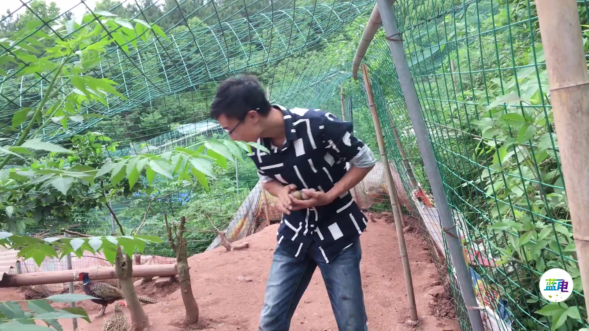 90后小伙回乡创业,养了一年的野鸡终于下蛋了,1天能捡30个