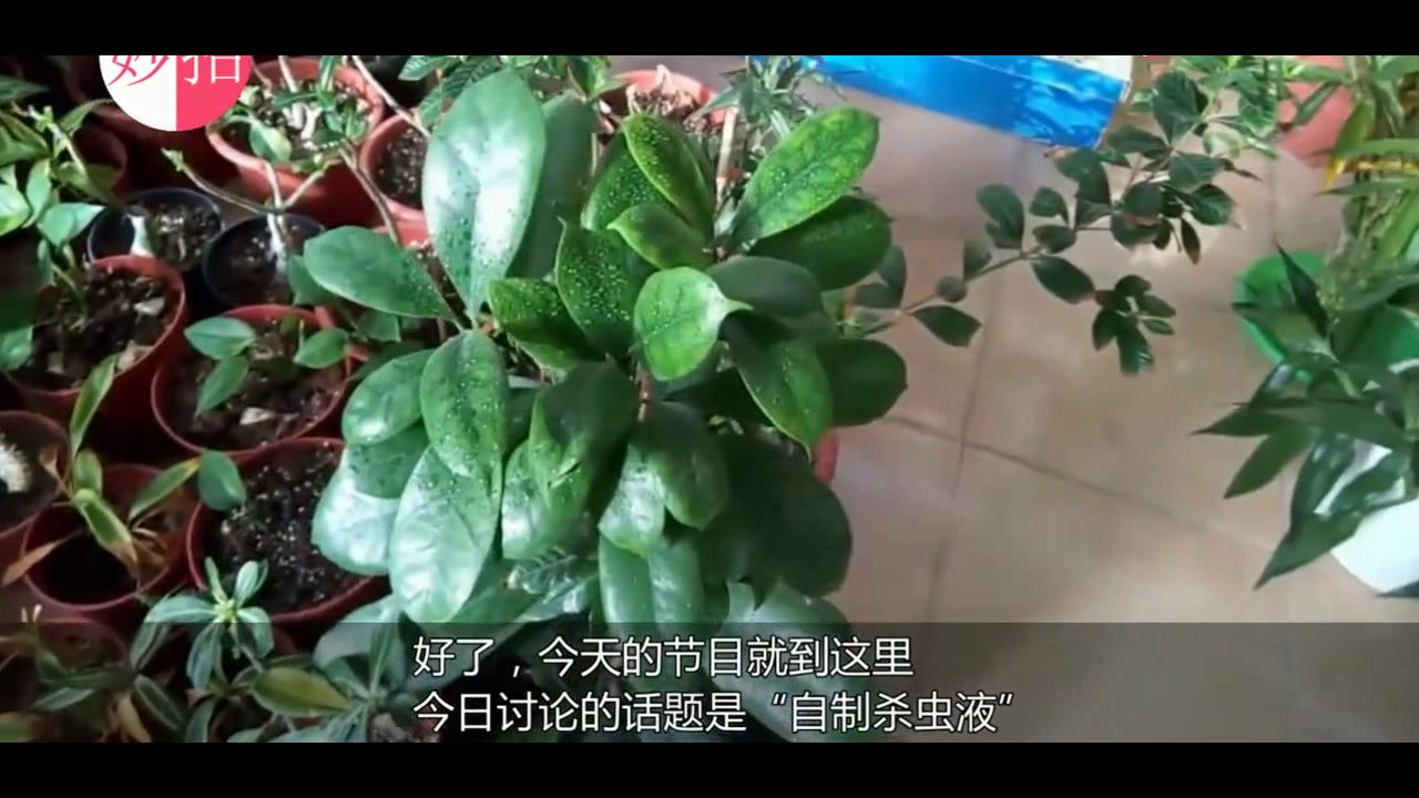家庭种花种菜生虫子怎么办,自制杀虫剂,方法简单,效果特别好!