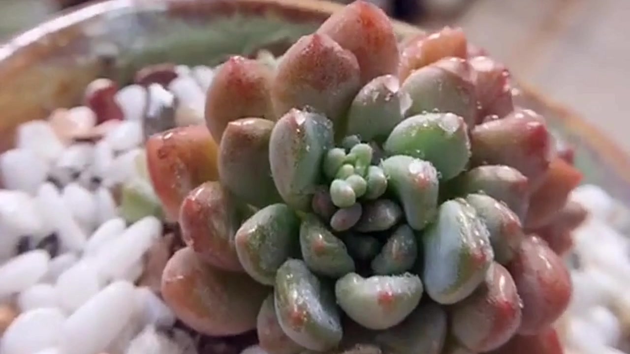 漂亮好养的多肉花乃锦,襁褓之中的多肉花剑!