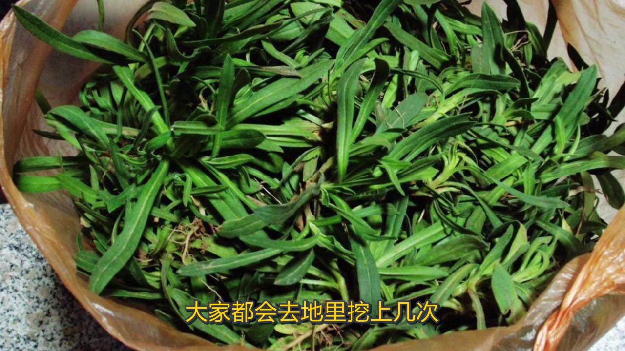 农村这种野草,被叫做“女性健康的好朋友”,不知道你就亏大了!