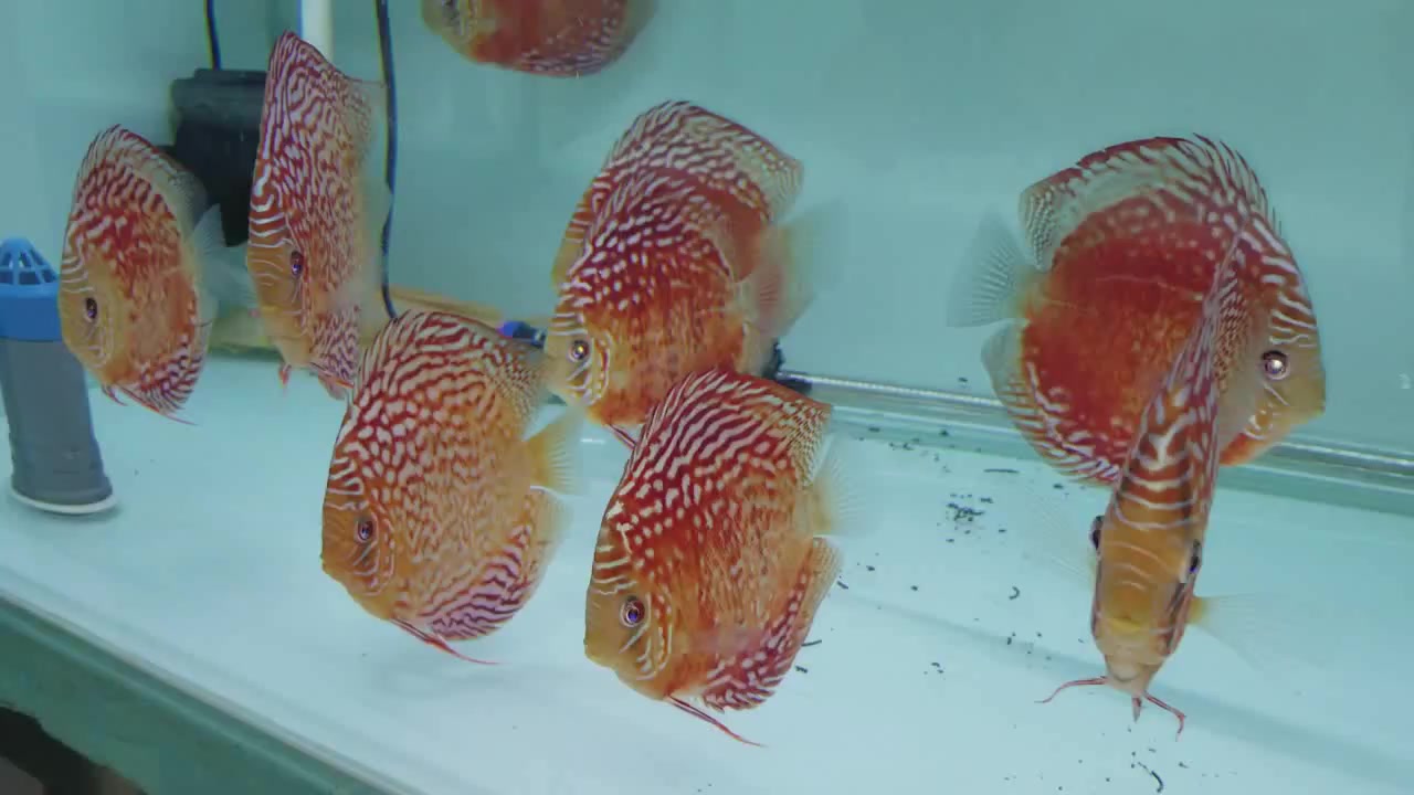 鱼友的马来火焰红松七彩神仙鱼,水清鱼靓看了就让人喜欢