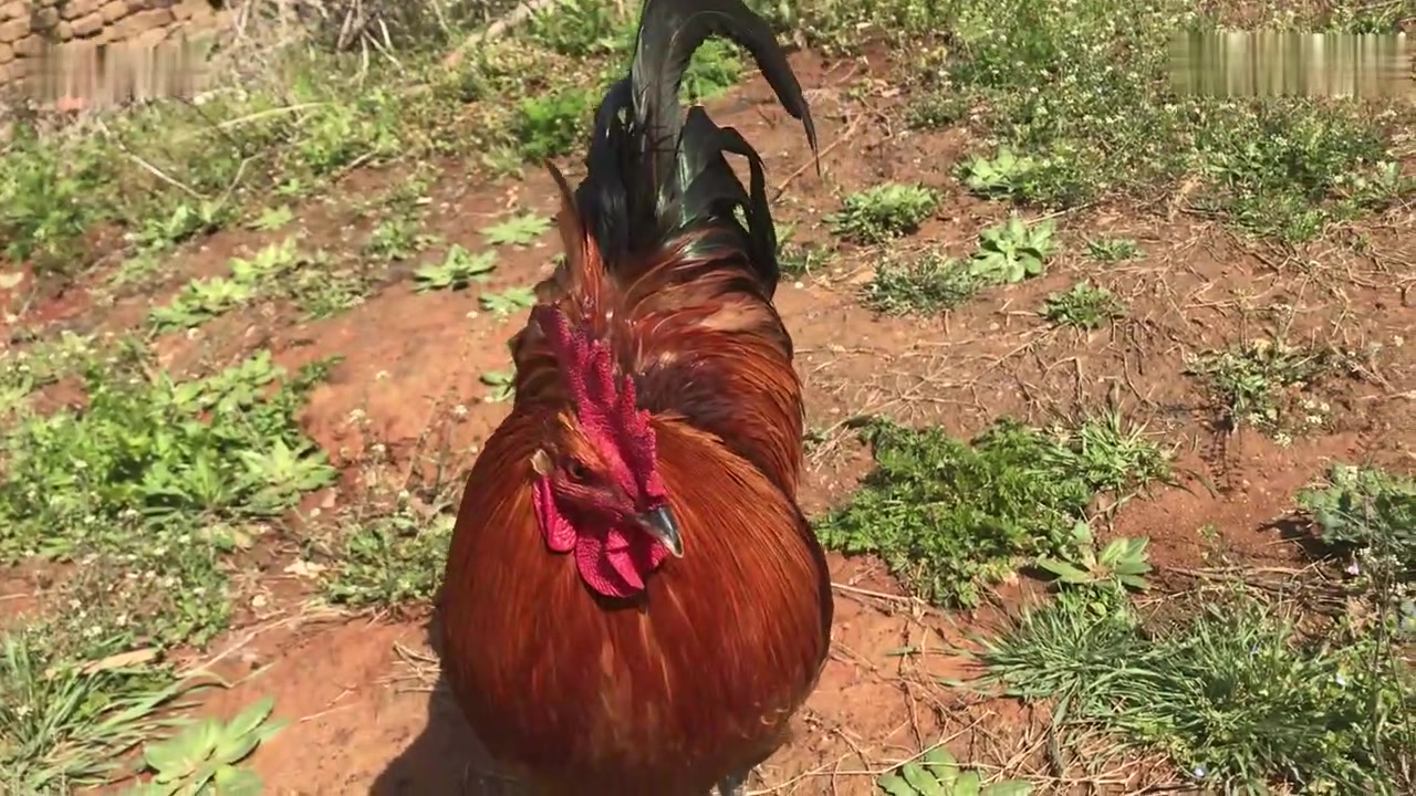 近拍农村大公鸡,性格温顺活泼可爱不怕人