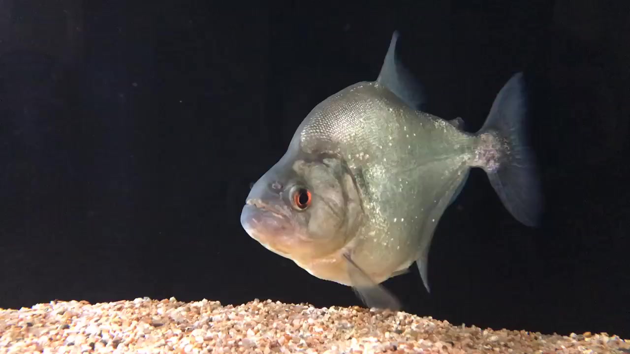 养过很多水虎鱼,最后还是会想要养一条秘鲁大钻黑