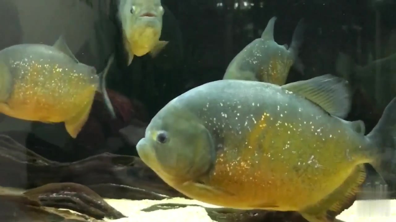鱼友养了一群水虎鱼一年就长这么大,看这状态养的真漂亮