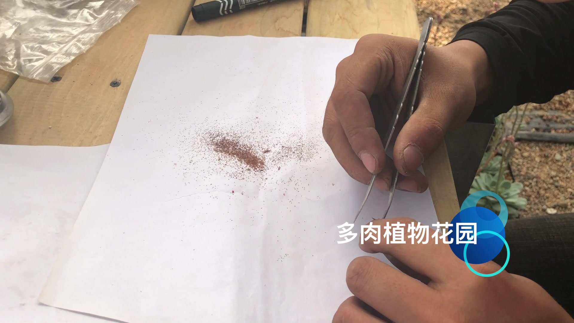 这次给你看一个不一样的视频,收集多肉植物种子