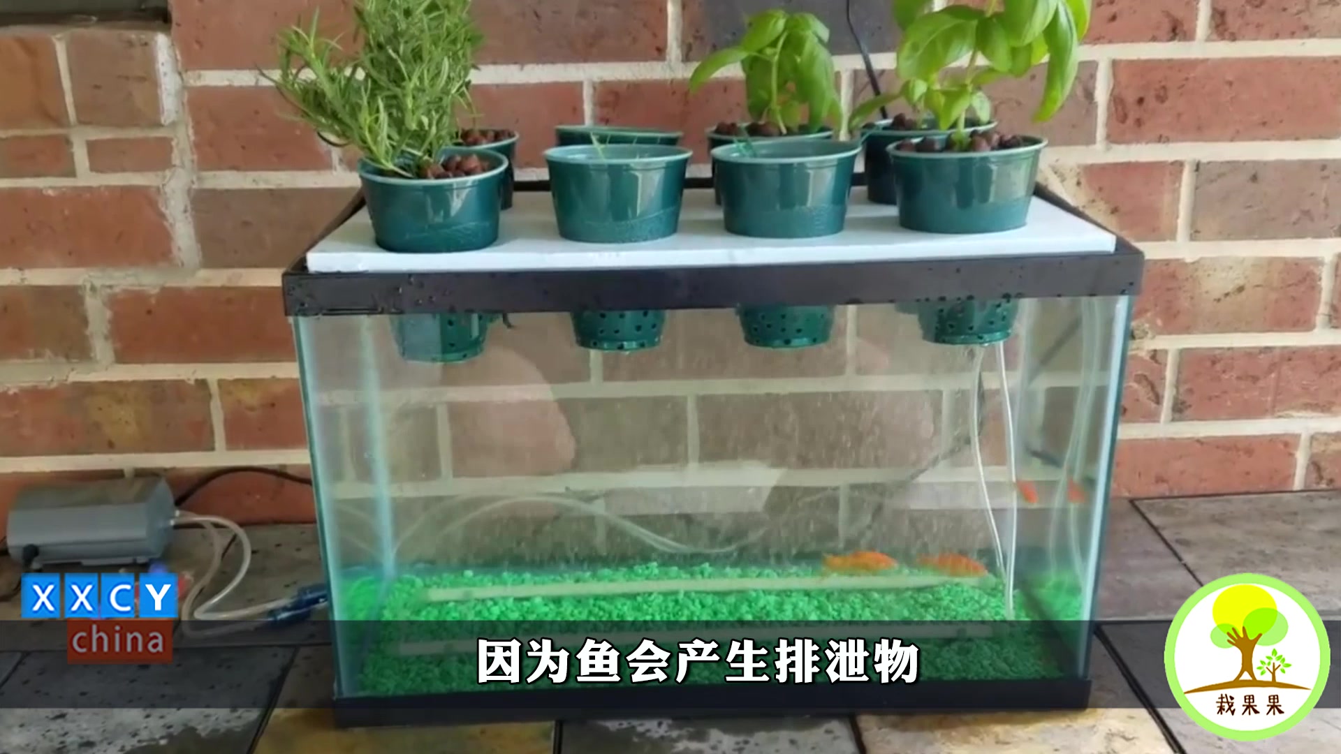 把菜种在鱼缸里,菜不用施肥,鱼不用换水,菜、花长出来绿色健康