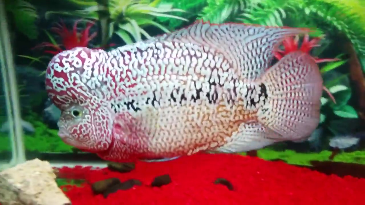 帝王金花罗汉,独自霸一大缸