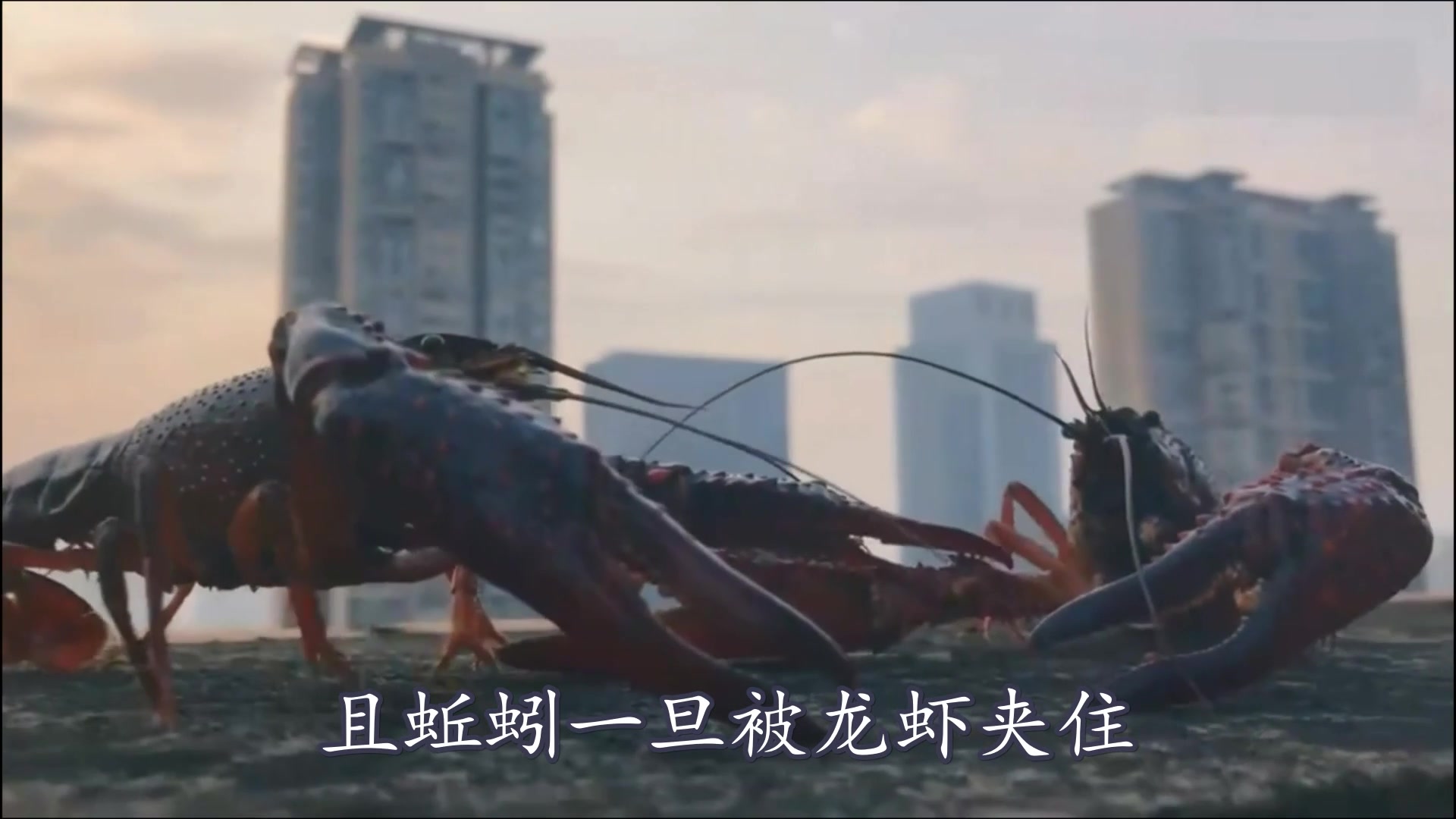 为什么钓虾子一定要用蚯蚓!鱼饵不行吗?看完你就知道了