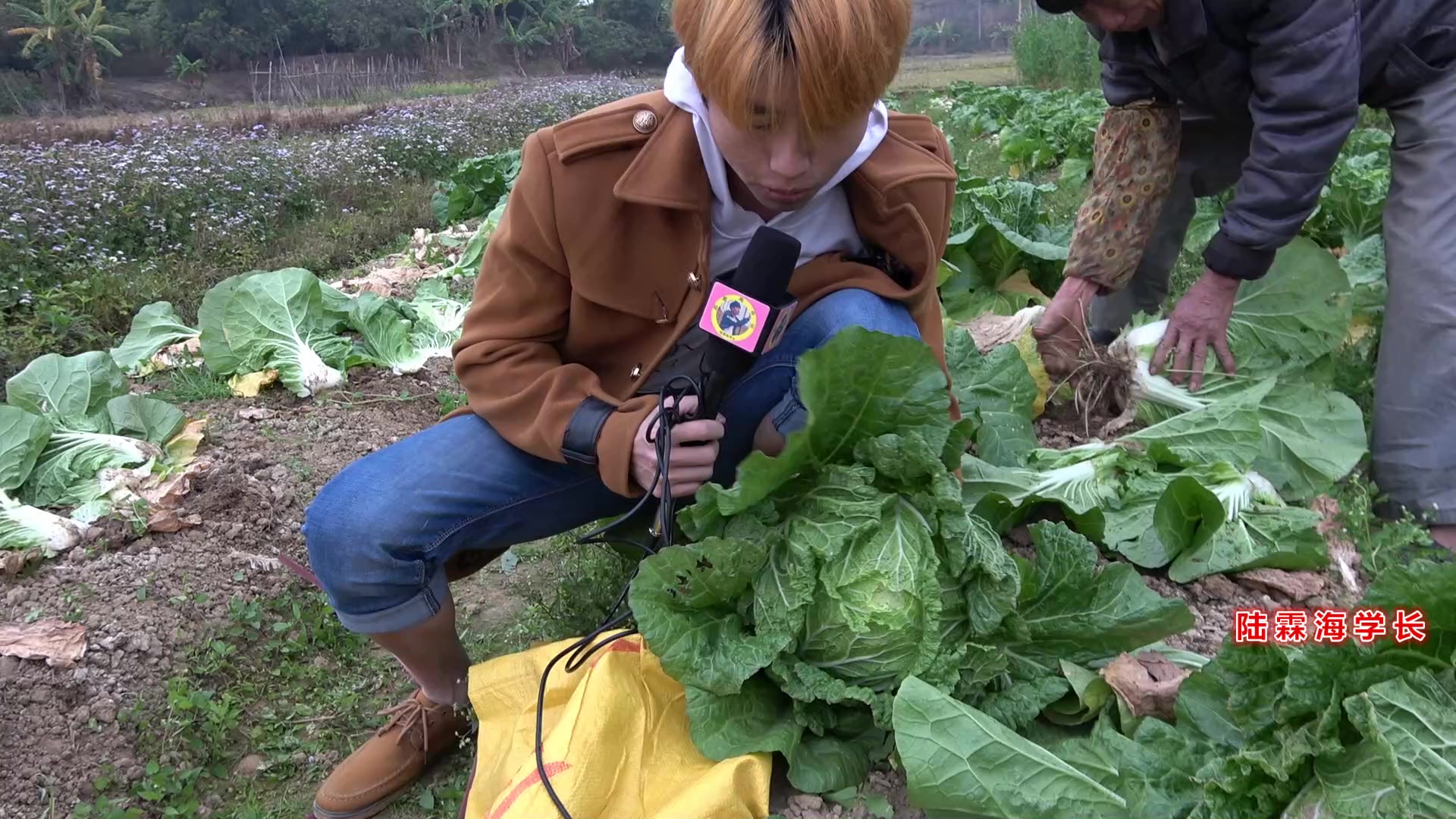 农村很多都种大白菜来卖,这种菜地很多人没见过吧