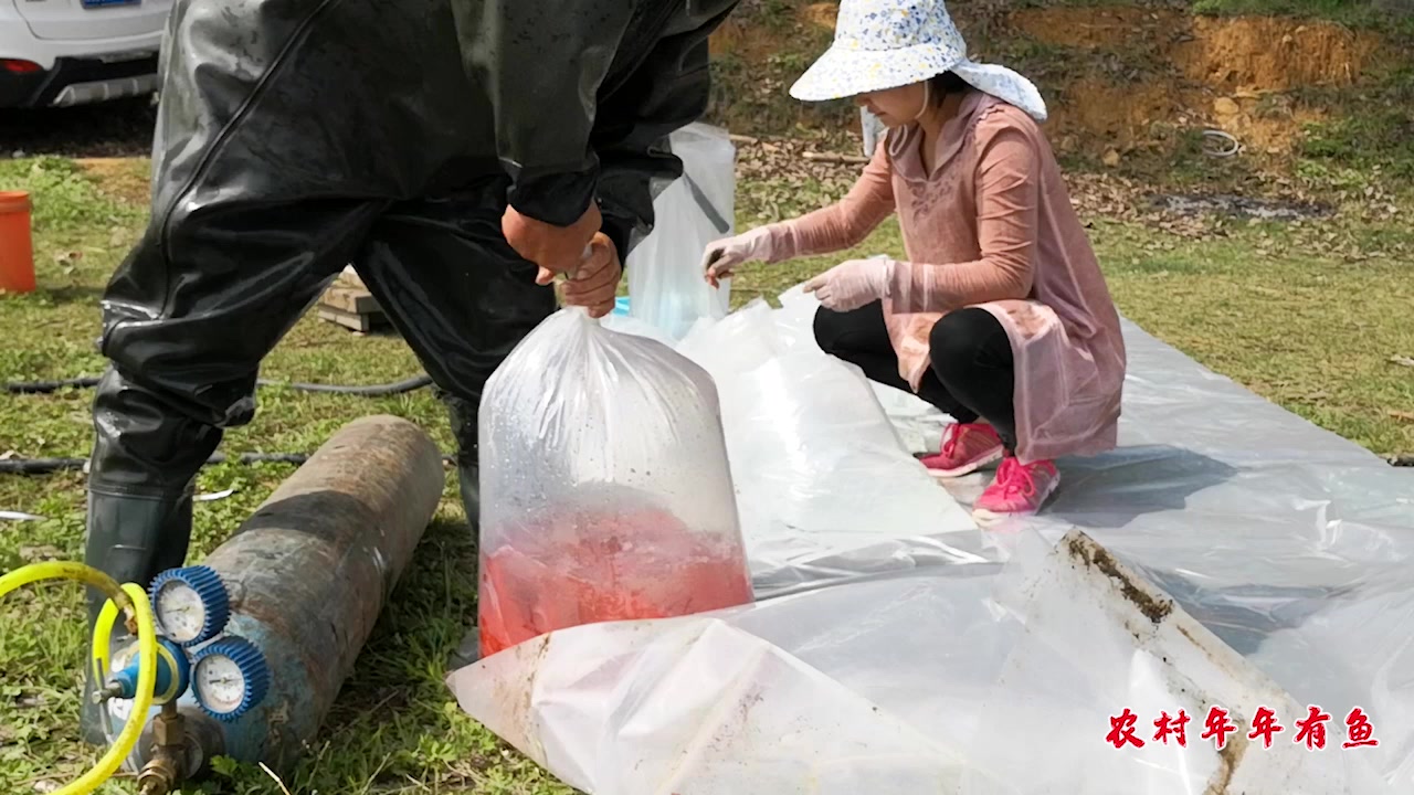从农村鱼塘到你家鱼缸,知道小金鱼都经历了什么吗?