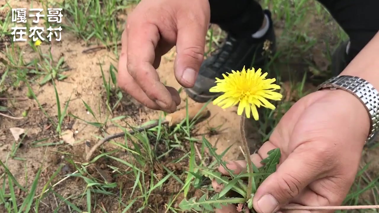 在农村蒲公英遍地都是,茎和花到底哪里可食用,好多人不知道