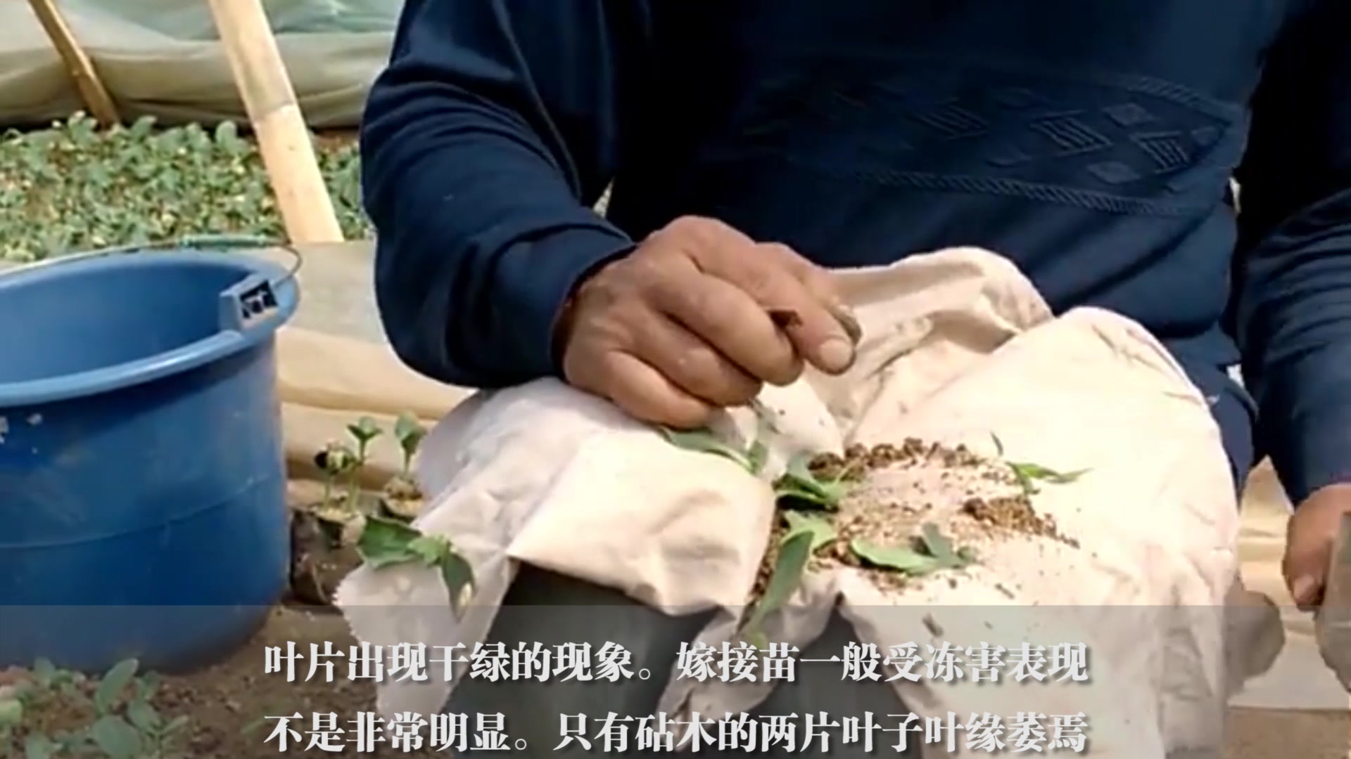 西瓜出现这种症状,1天喷施2次清水轻松解决