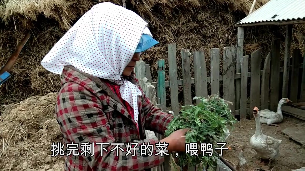 桂姨辽河岸边挖野菜,鹅和鸭子也沾光吃上绿色食品!