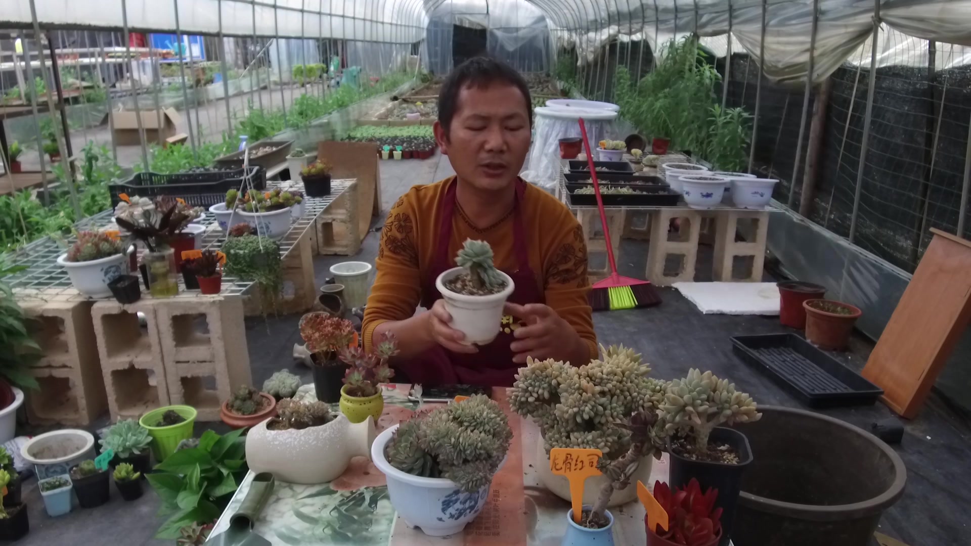 老陈说多肉,多肉变异的四种状态,越变价值越高!你家有吗?