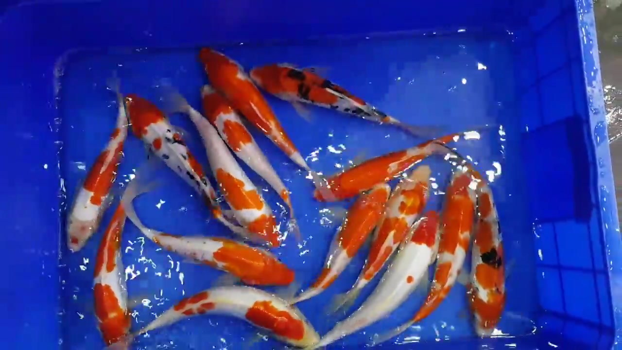 土豪精心挑选的宝贝锦鲤,还是雌雄搭配,网友:还能分出性别?