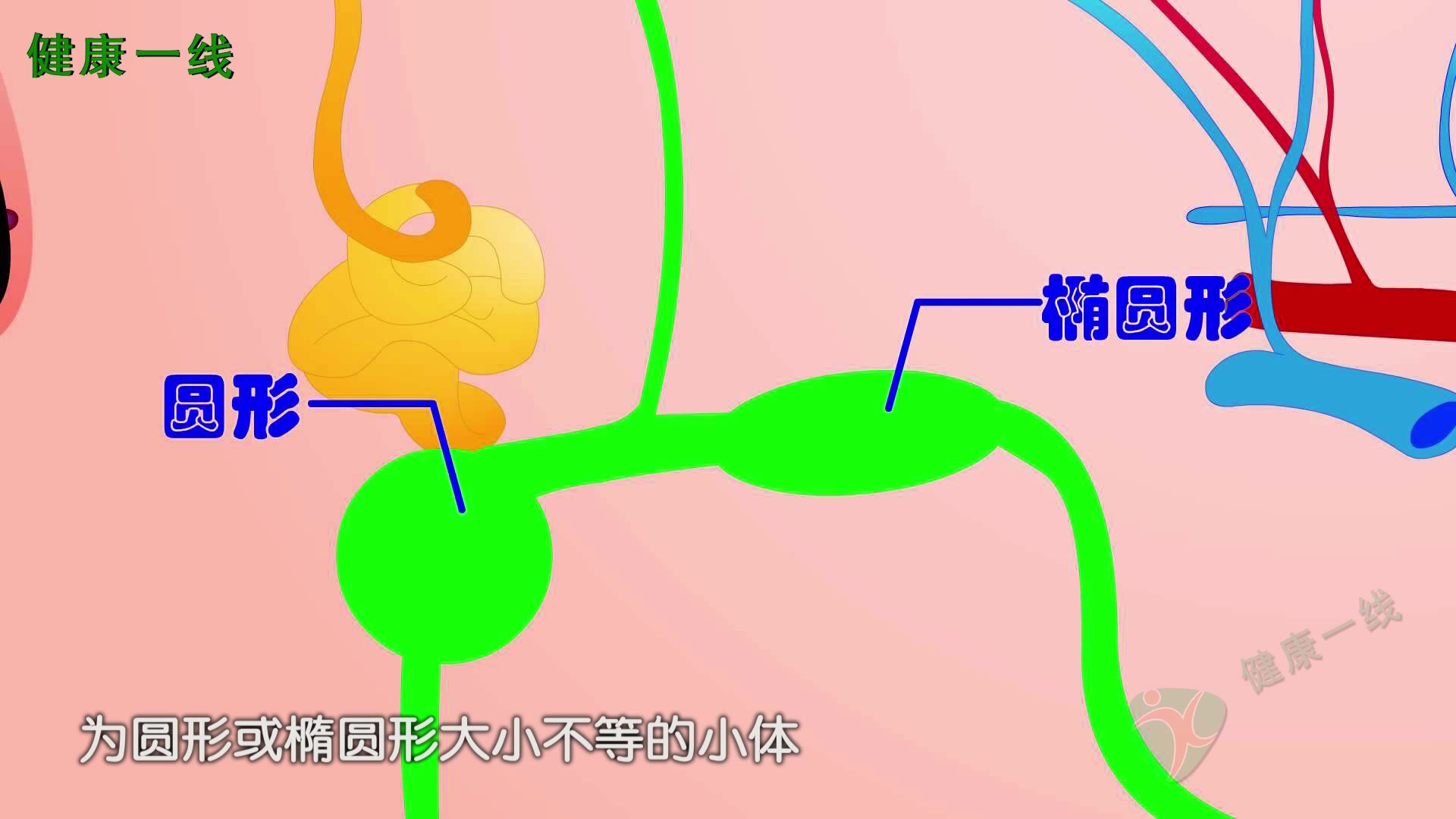 淋巴结是人体的一种免疫性器官,主要分布在身体的哪些部位?