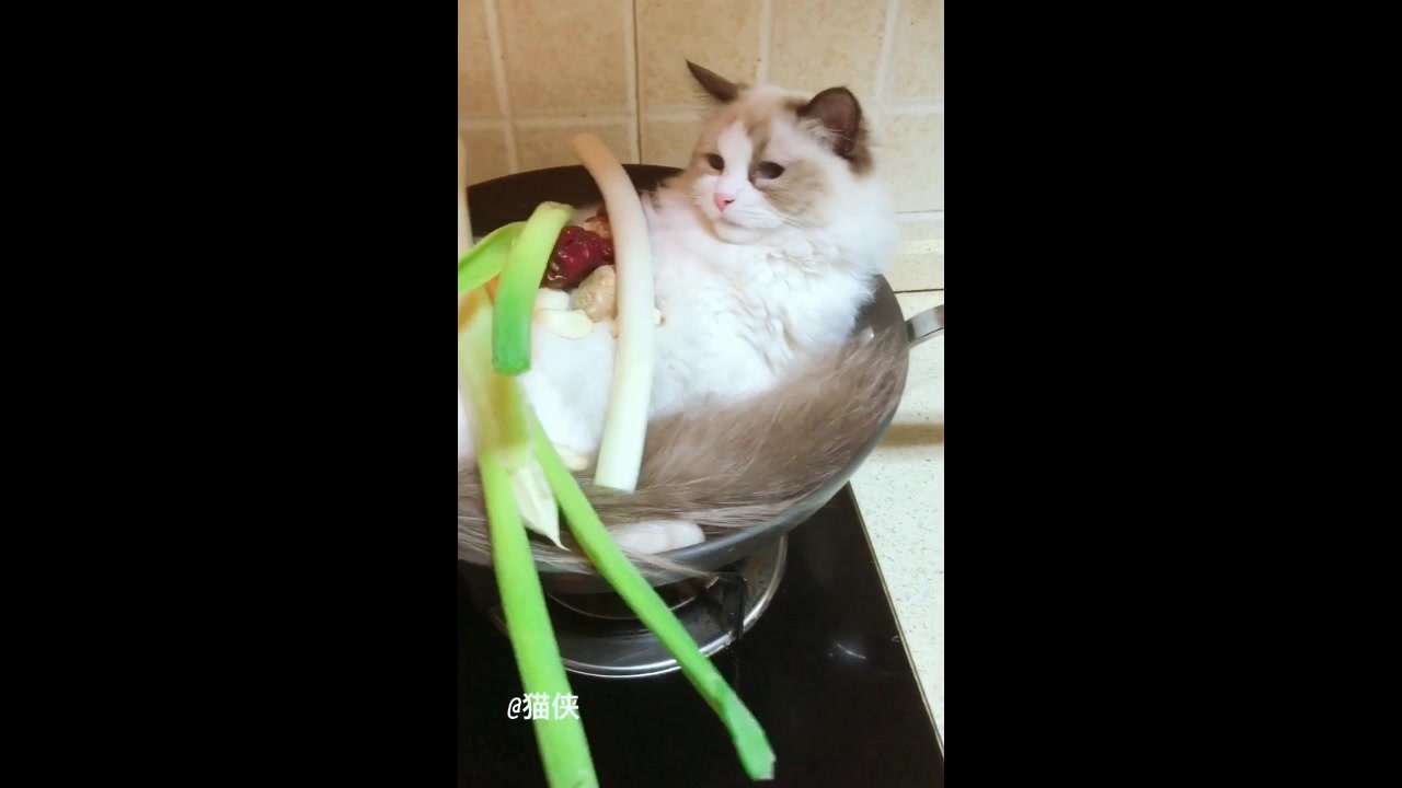 小伙独家秘制当归猫肉汤,猫咪这表情真的绝了!