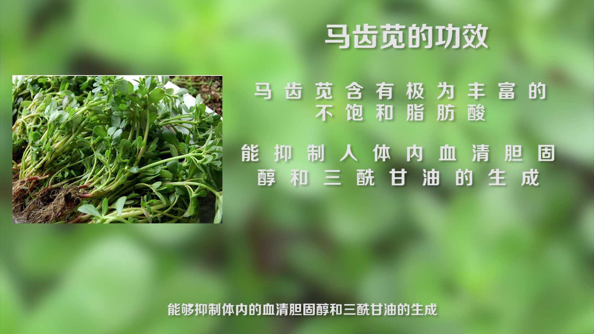 这种野菜对血管好,农村遍地都是的马齿苋,对心脑血管好!