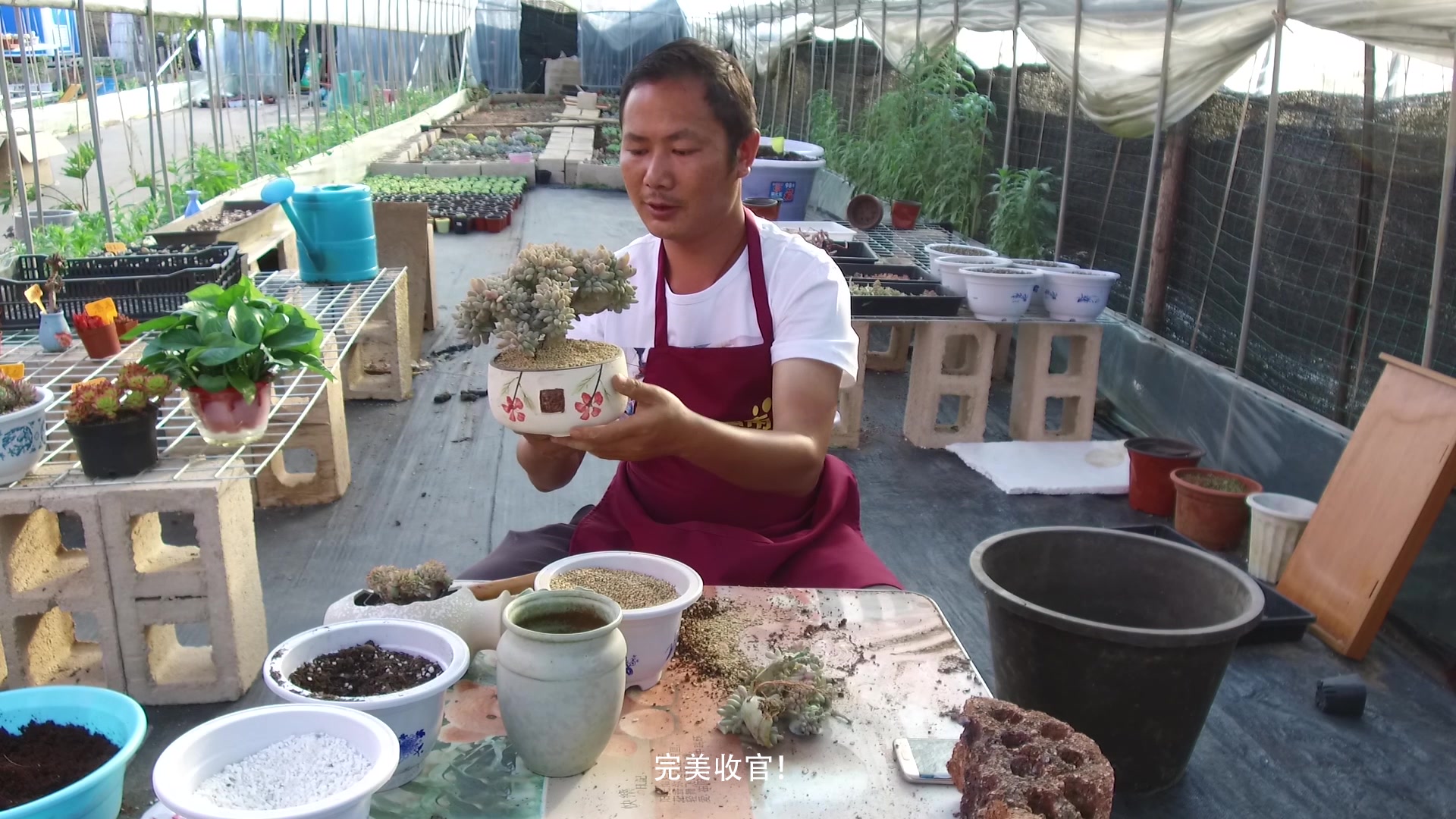 老陈说多肉,大盆缀化多肉修剪更利于造型,还可以一盆变多盆!