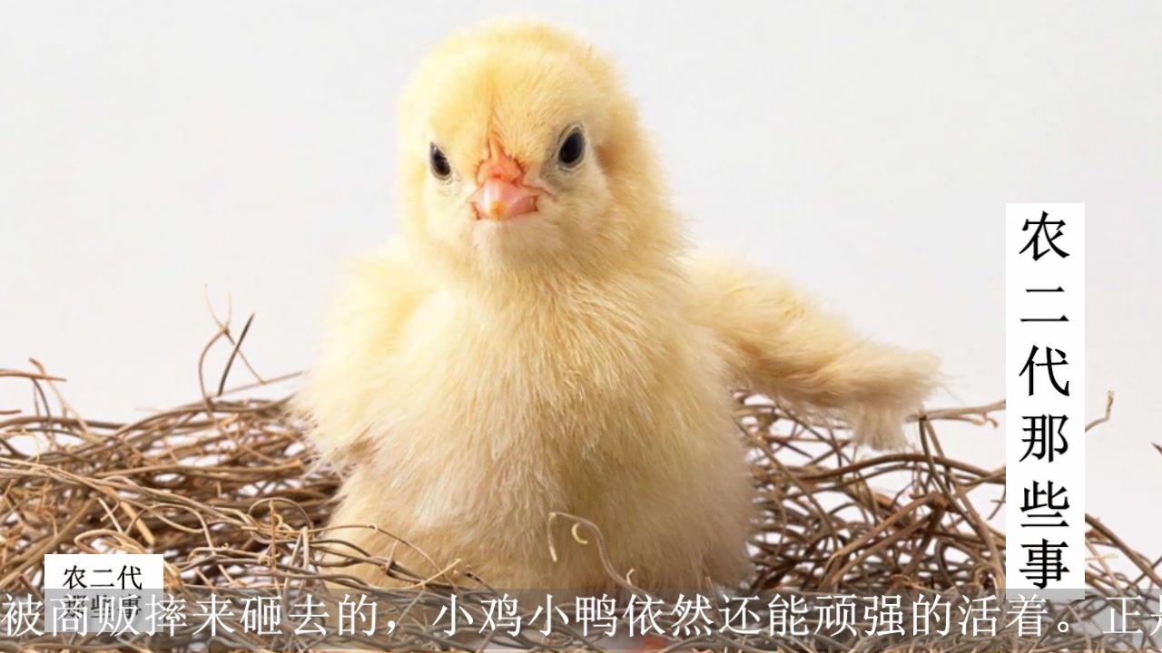 2元一只的小鸡小鸭,到底是怎么染色的?看完心寒了
