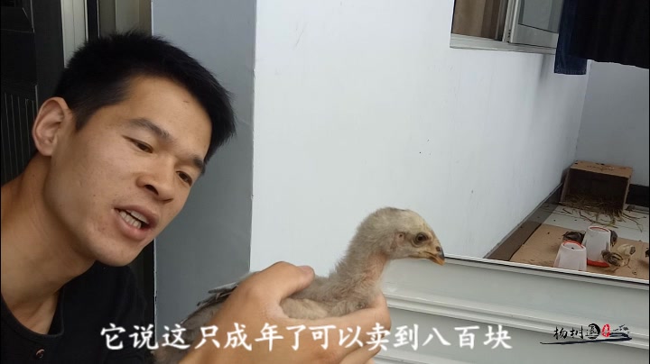 农村小伙集市上买斗鸡苗,斗鸡苗这个价格不知值不值