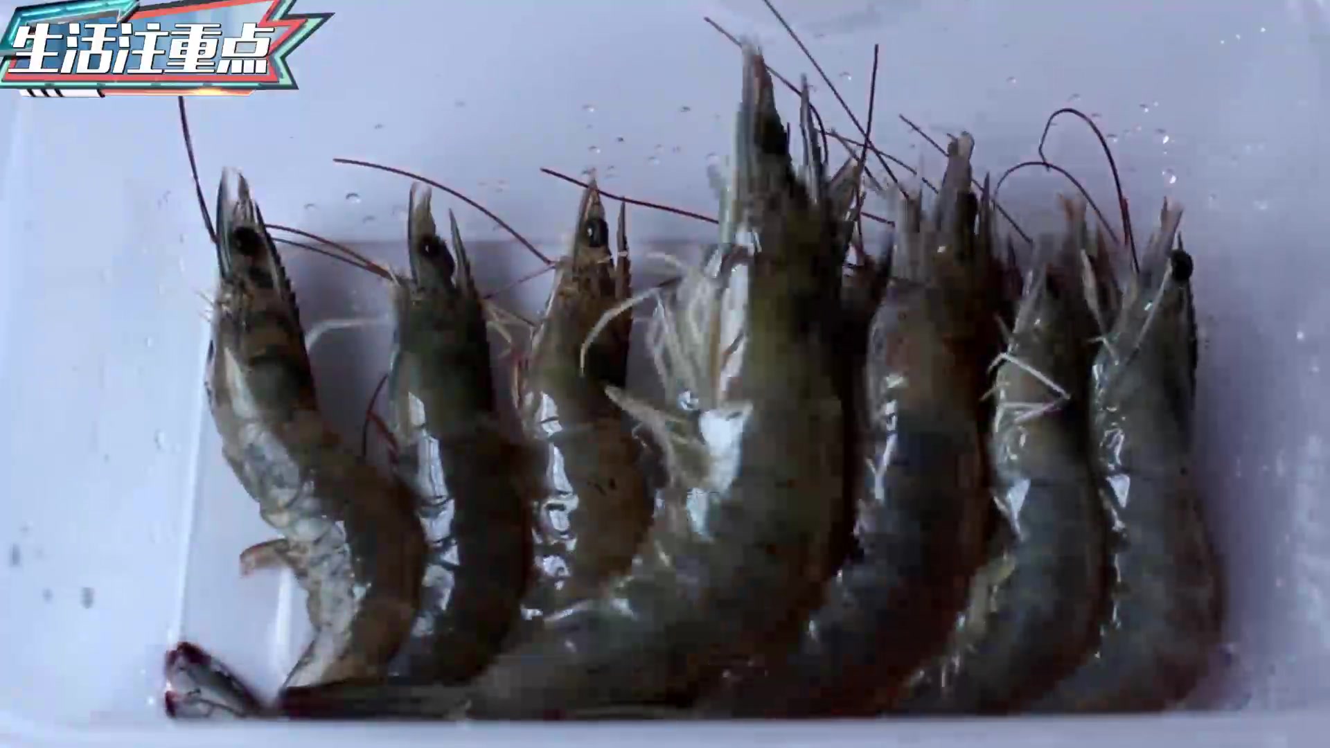 活虾怎么保存更新鲜?水产店老板教我一招,天天吃新鲜虾!