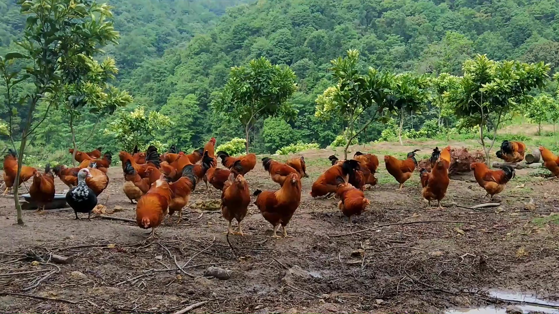 萌宠大齐集:野外的山上养了几十只土鸡,一天来喂一次,长势喜人