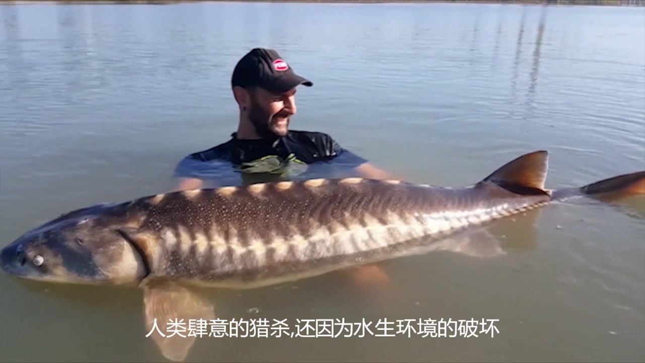 世界上最大的淡水鱼,就在我国黑龙江,被人们称为水中大熊猫!