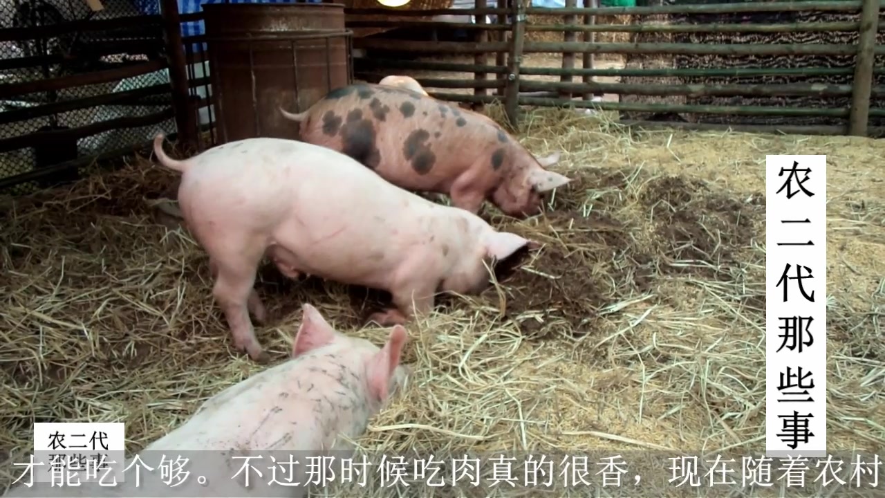 人们真的不爱买猪肉?看完你就知道猪肉为何降价了