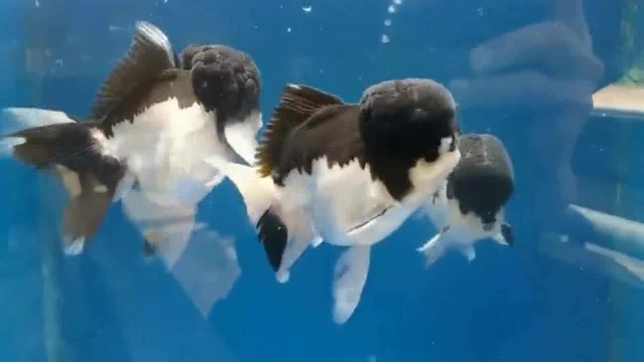 黑白狮子头,稀有金鱼品种,看着不仅清新还很干净!