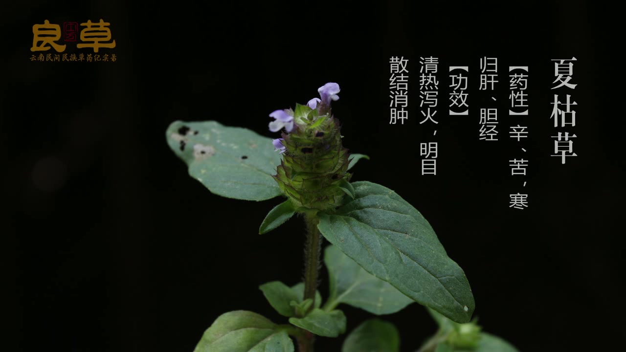 夏枯草与车前草,治疗发烧退凉与口角炎