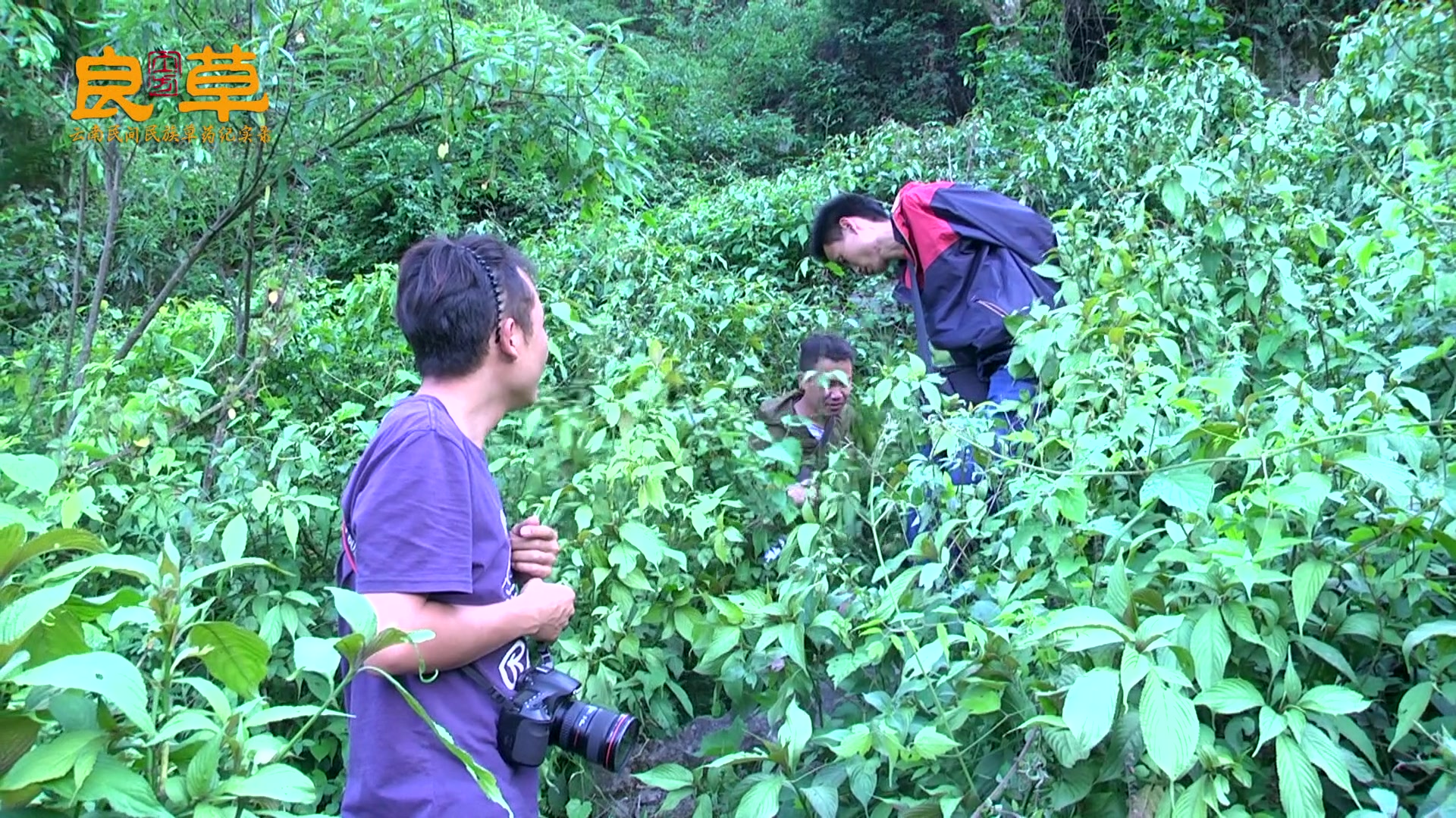 川牛膝治风湿腰膝疼痛,脚痿筋挛,血淋,尿血,妇女经闭,症瘕