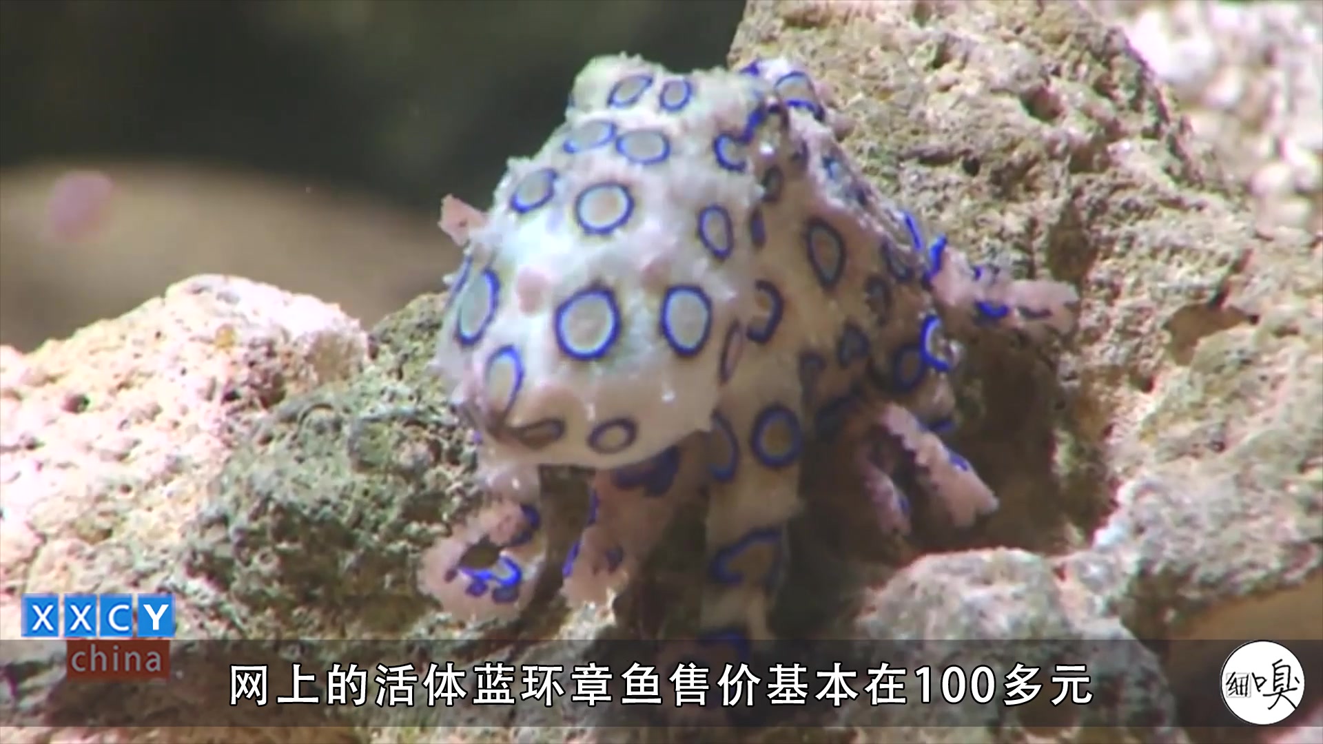 电影人物八爪女原型在网店当宠物出售,被咬一口几分钟内就能致命