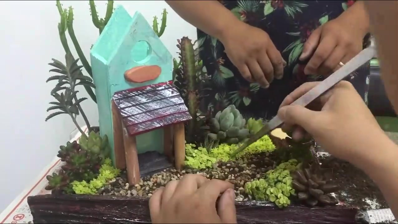 多肉植物组盆初体验,和我一起学起来