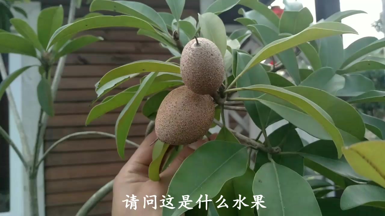 户外发现的野果,外壳坚硬,谁能告诉我这种果实的真实名称