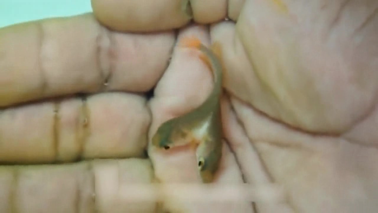 超级罕见的双头龙鱼,都说物以稀为贵,此物长大了定是无价之宝!