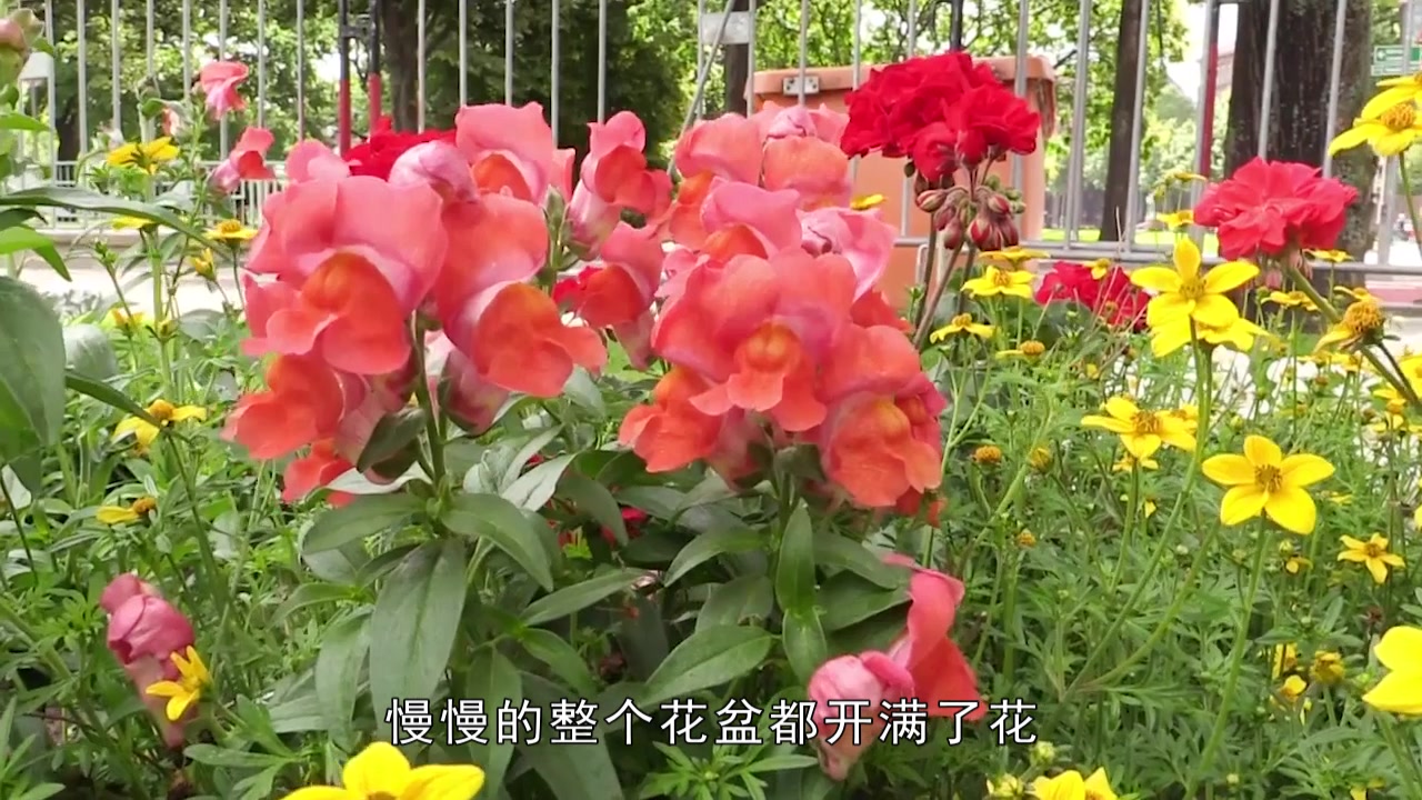 金鱼草花期这样养护,花开后打顶,萌发新枝可开花不断!