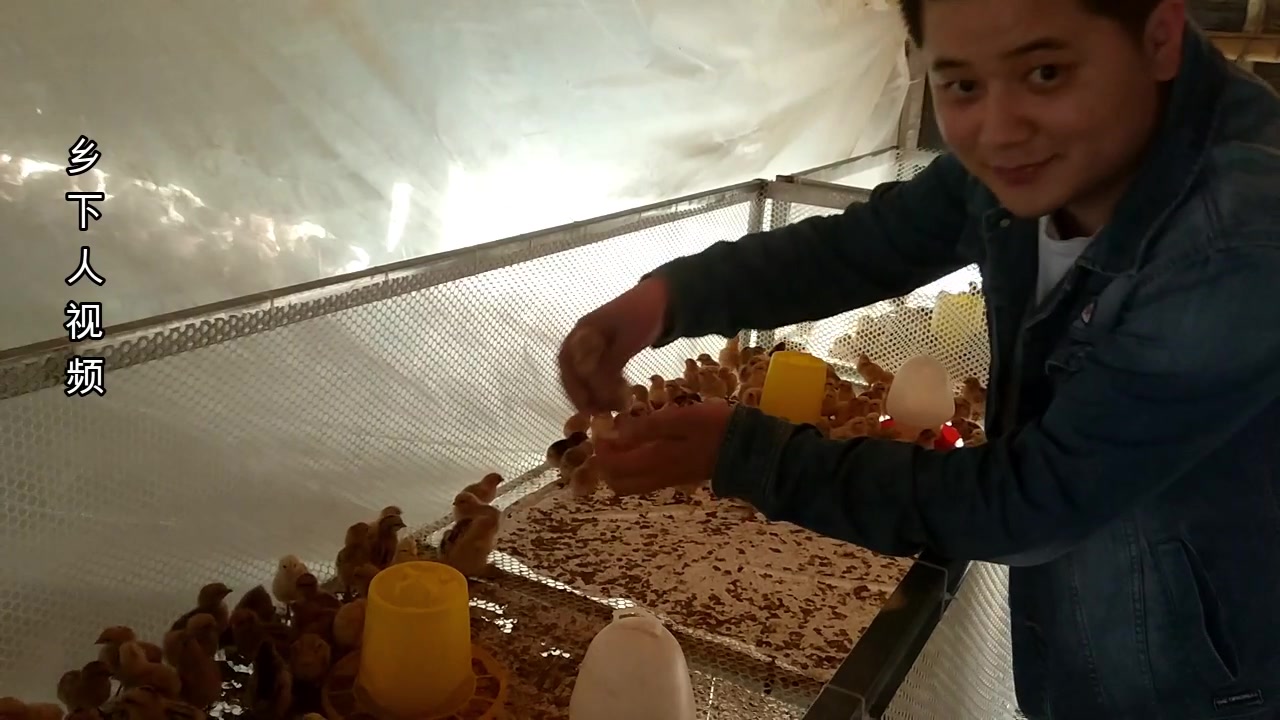 带你看看村里的养鸡场,大鸡小鸡都有,农村人靠这个年入几十万