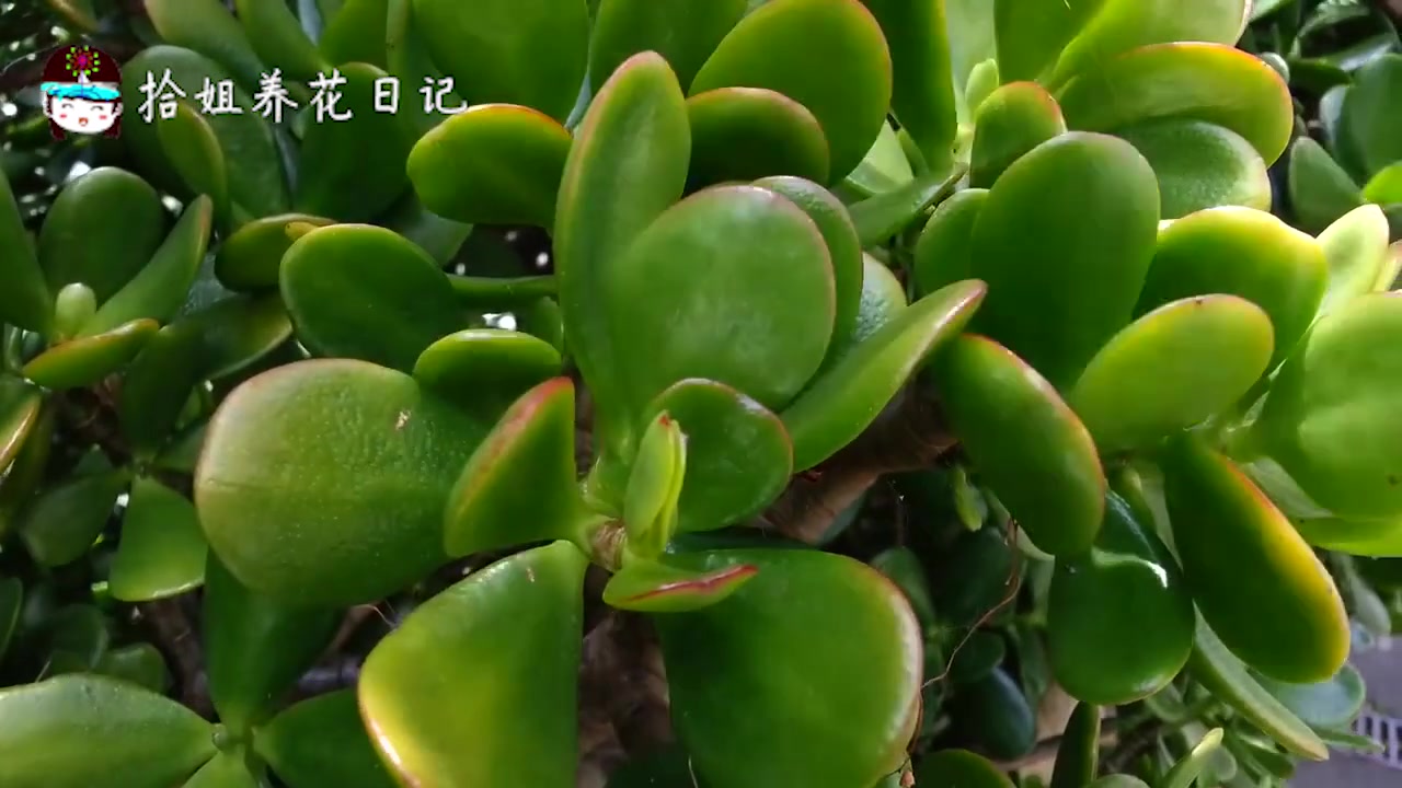 超漂亮的多肉植物:燕子掌,最适合在客厅养,养护方法在这里!