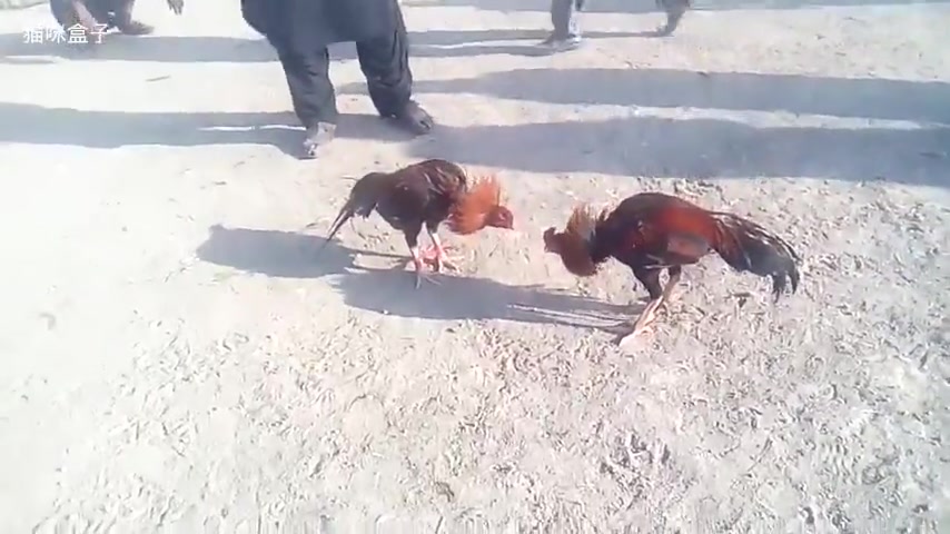 这才是正宗的泰国斗鸡 大公鸡带起来的样子还真凶啊