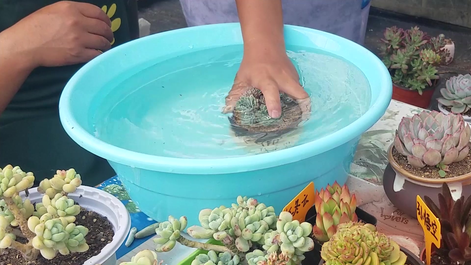 老陈说,多肉怎么浇水?浸盆?不同区域和品种的浇法是不一样的!