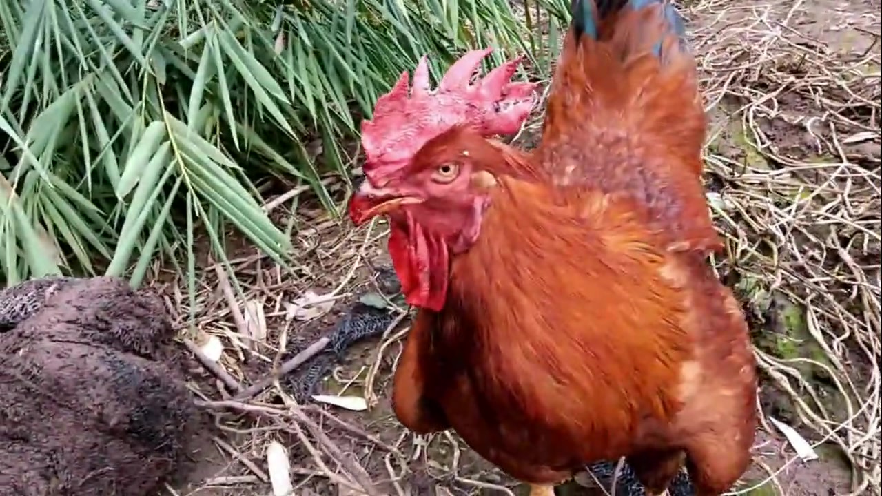 这两只公鸡性格刚烈,怎么打都不服输,公鸡中的战斗鸡