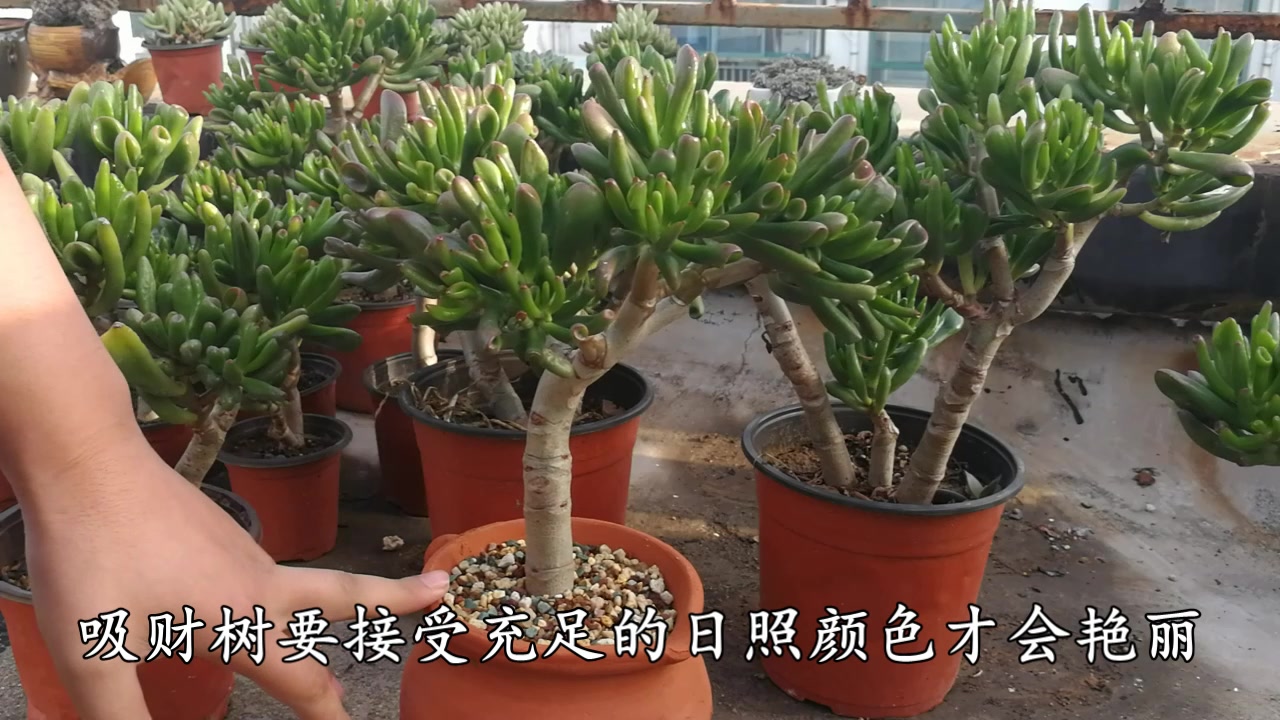这种多肉植物能招财,想让它1年长成大老桩,只需掌握这几条方法
