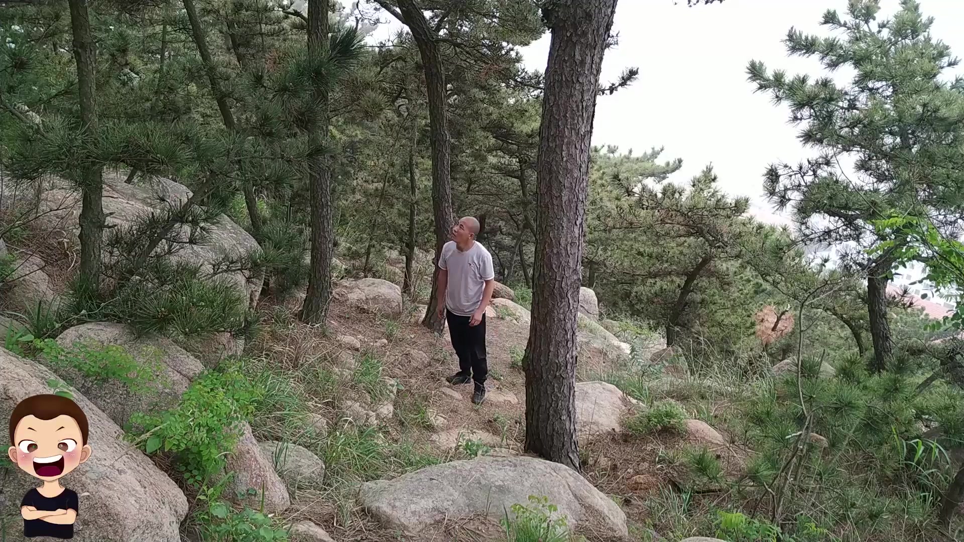 农村大山上的这种野芹菜不可以食用,很多人都不清楚