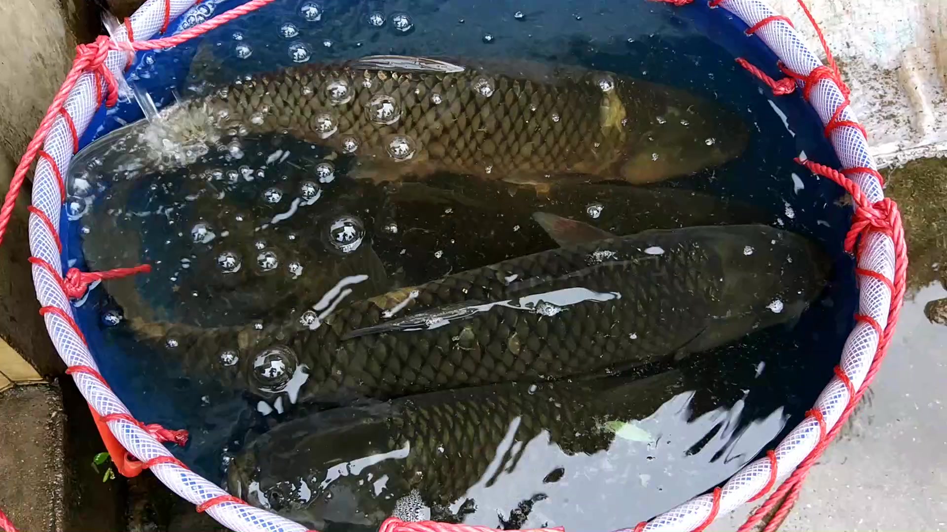 这才是真正的大草鱼,从小喂草长大的,看着真过瘾,靓货