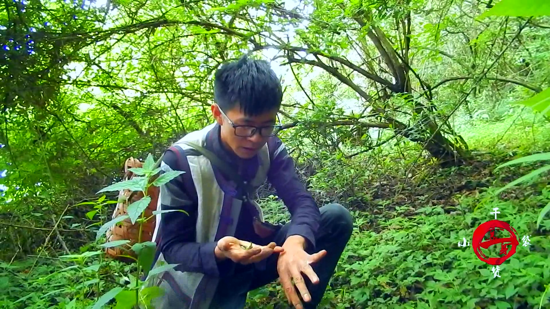 虾米草,山野里很不起眼的小草,既然是消肿止痛、止血的良药